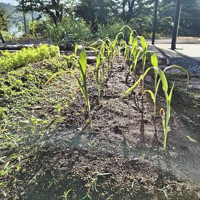 Rubiconさんの部屋