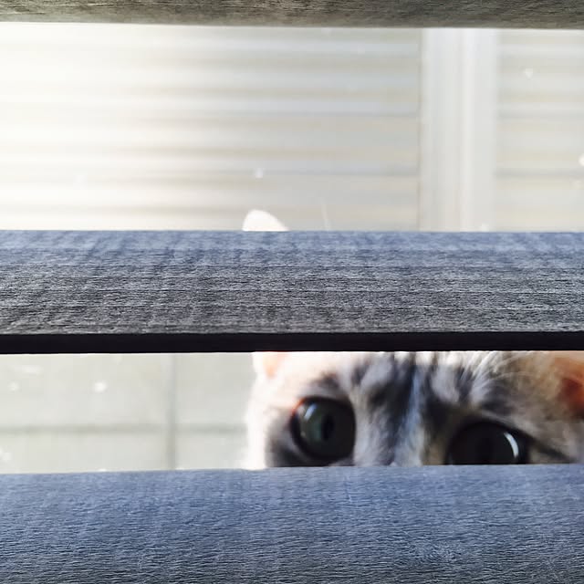 pepperさんの実例写真