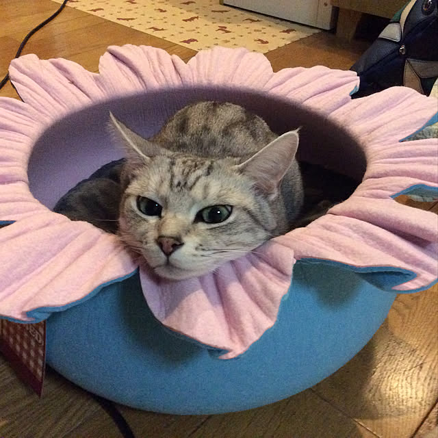 momokiriさんの実例写真