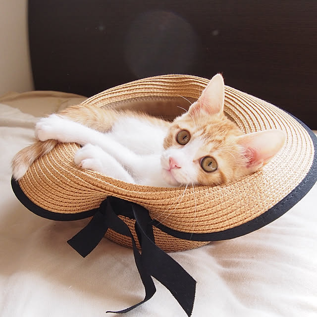 Toiroさんの実例写真