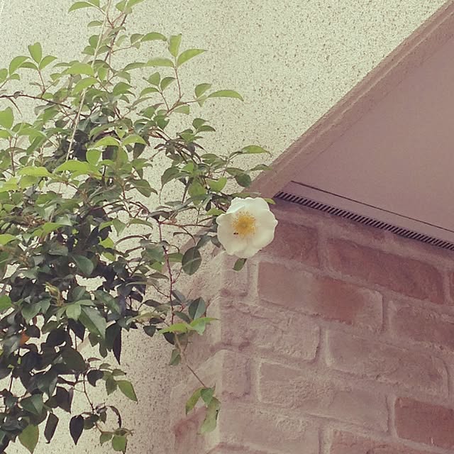 ricaさんの実例写真