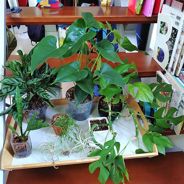 urchinさんの部屋