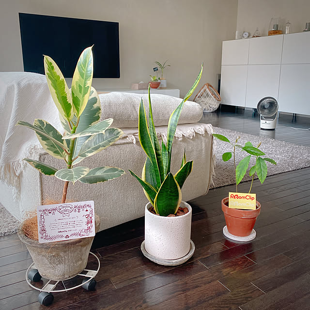 biroballonneさんの実例写真