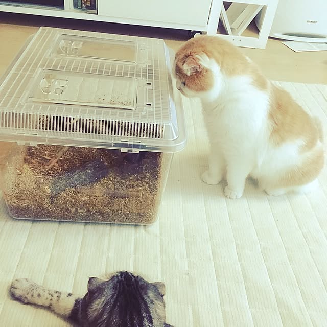 meさんの実例写真
