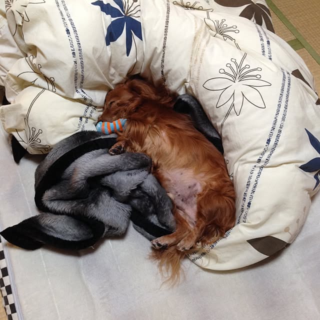 maruさんの実例写真