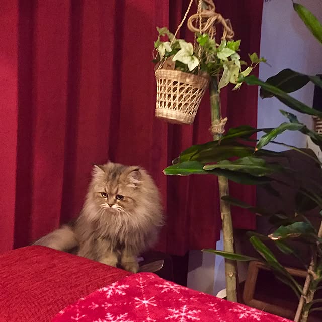 butachanさんの実例写真
