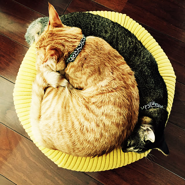 akkorosukeさんの実例写真