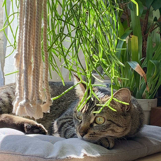 greycatsさんの部屋