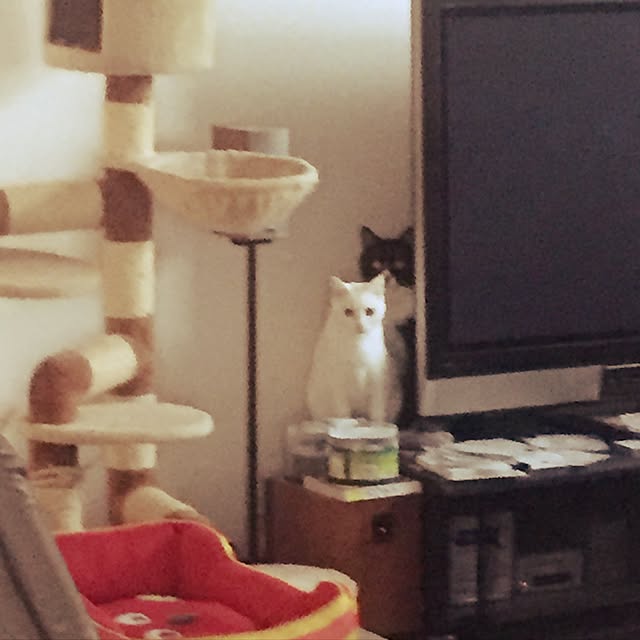 akuakuさんの実例写真