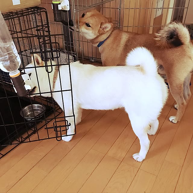 pillowsさんの実例写真