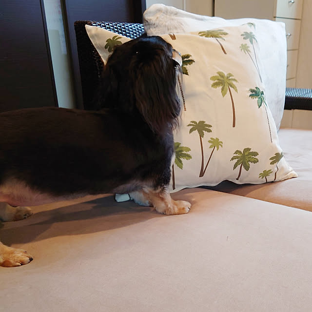 cocosorasakuさんの実例写真