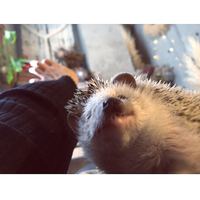 Chikakoさんの実例写真