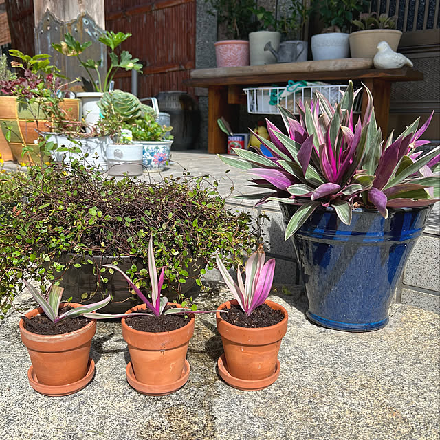 mohhaさんの実例写真