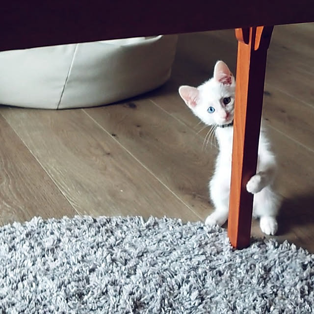 Blackcatさんの実例写真