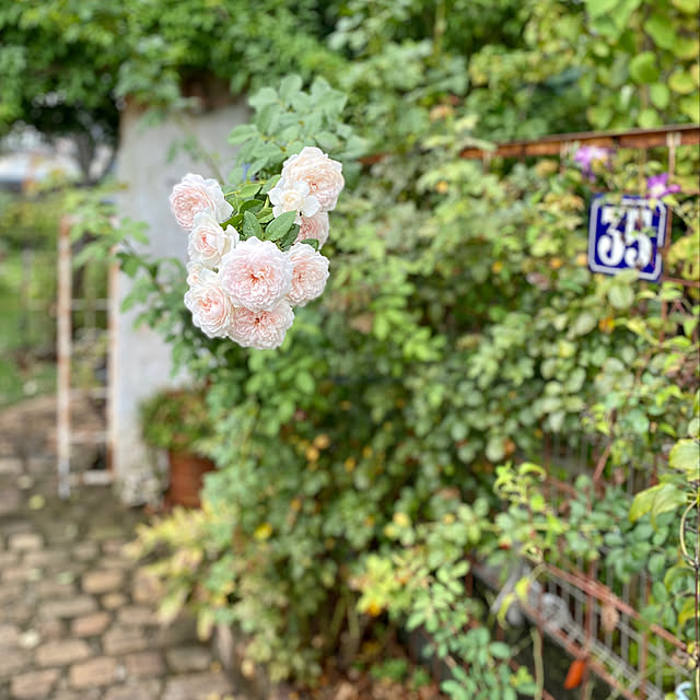 misacoさんの実例写真