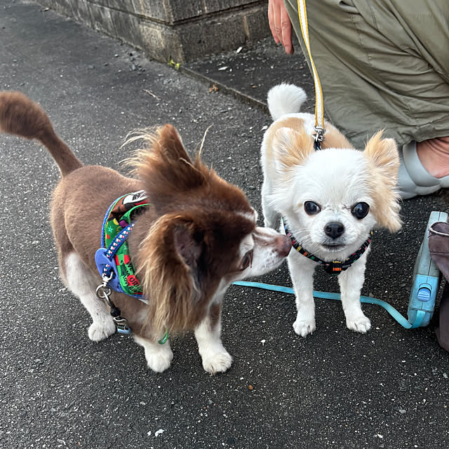 chIoeさんの部屋