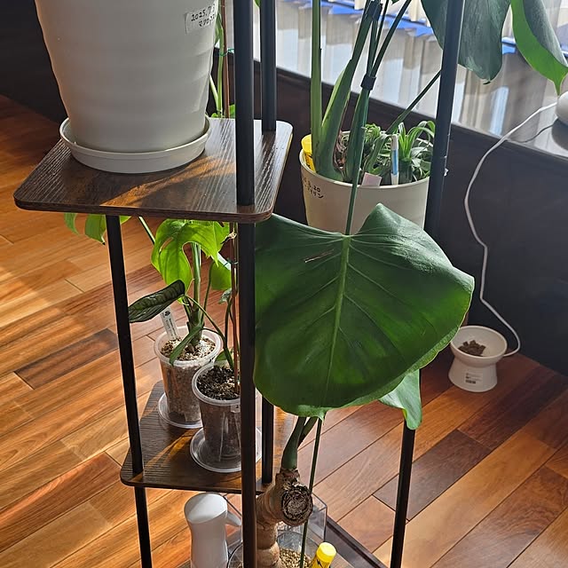 whiskerbloomさんの部屋