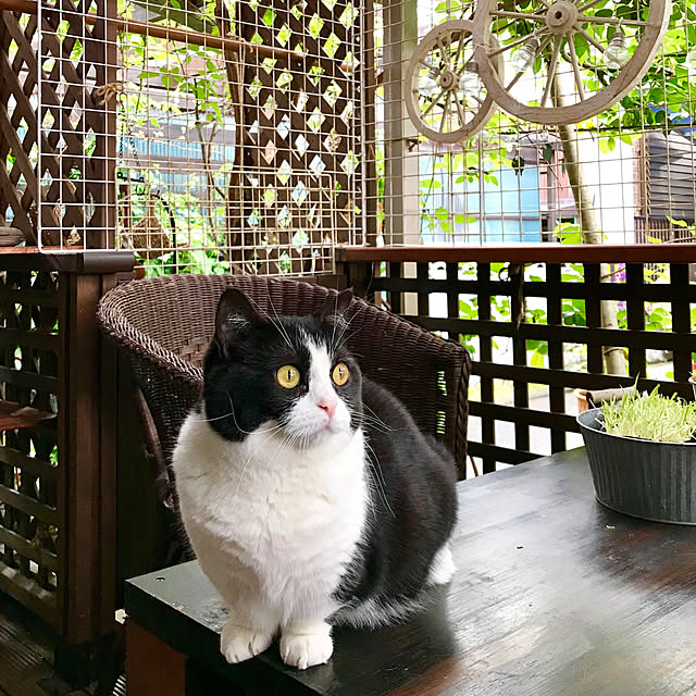 butachanさんの実例写真