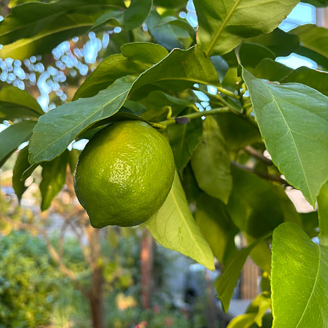 applepieさんの実例写真