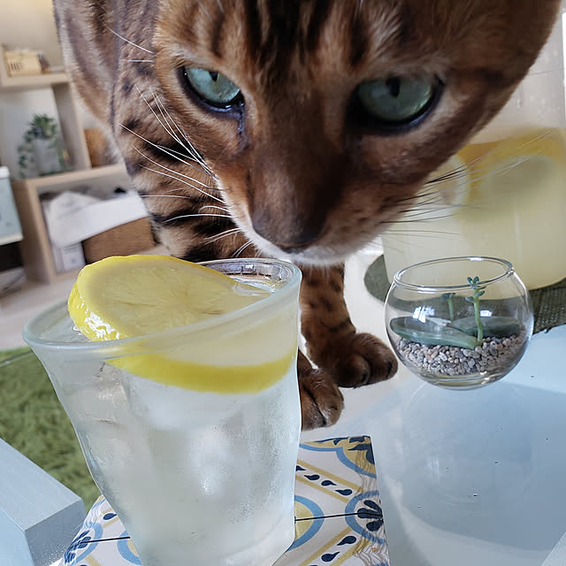 megu.catさんの実例写真
