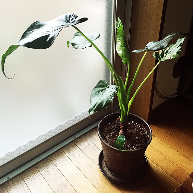 chome_tarouさんの実例写真