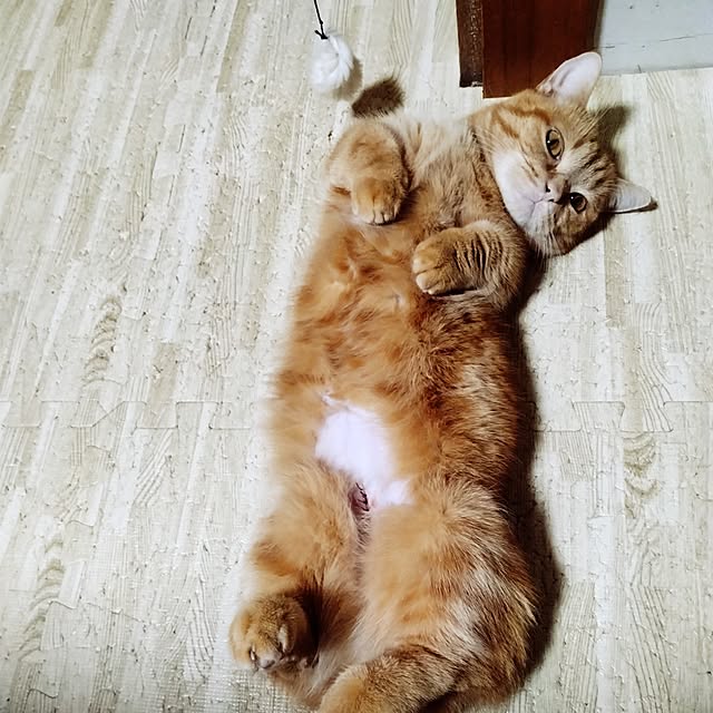 runaさんの実例写真