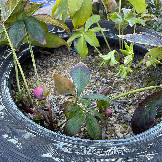 kikiさんの実例写真