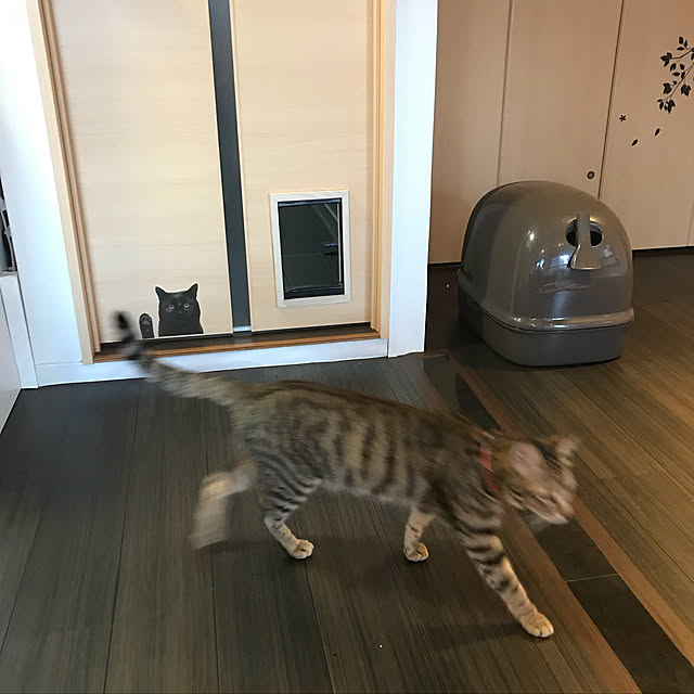 momoさんの実例写真