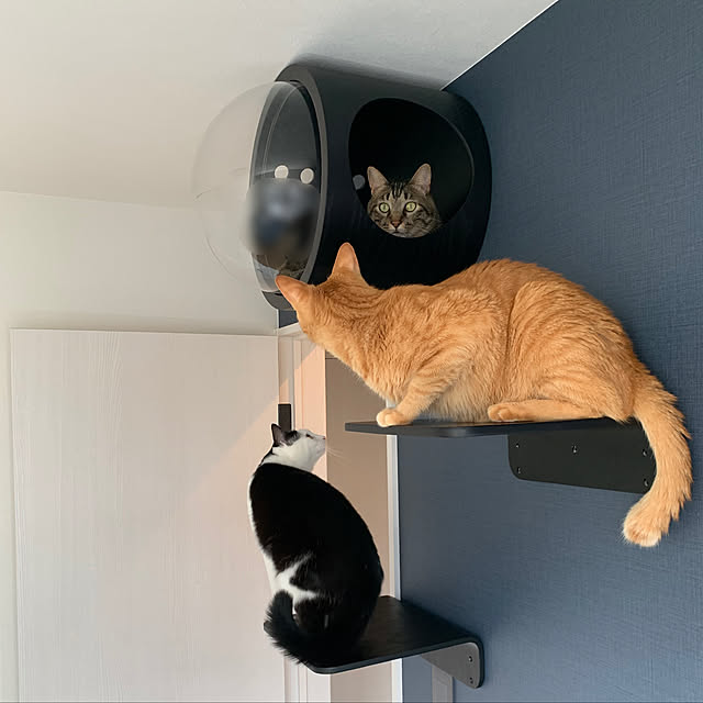neko_daisukiさんの実例写真