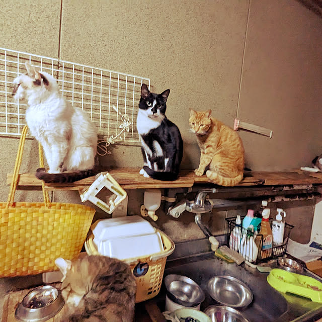 uchizukonyanさんの実例写真