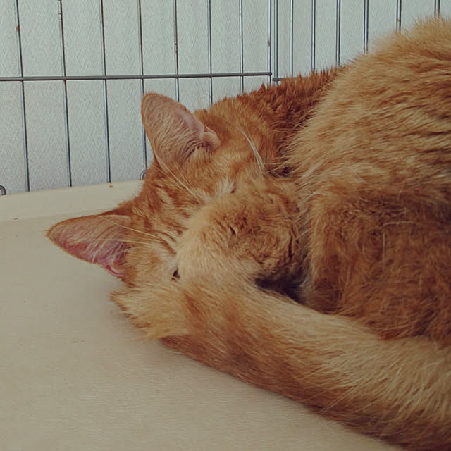 ronさんの実例写真