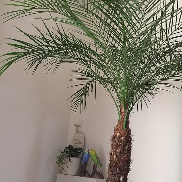 sakulaさんの実例写真