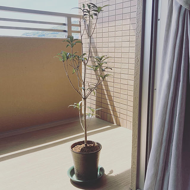 北欧/シンプルライフ/花のある暮らし/丁寧な暮らし/猫のいる暮らし...などのインテリア実例 - 2021-04-10 14:00:43