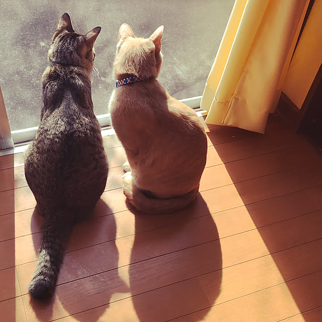 mikan161さんの実例写真