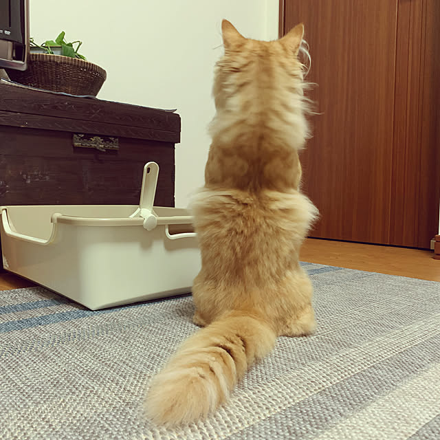 HULAさんの実例写真