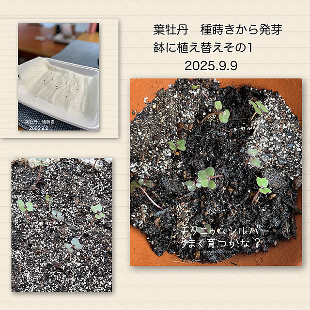 buchiさんの部屋