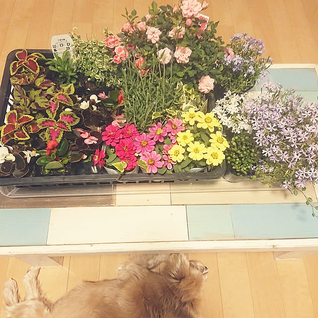 chamiさんの実例写真