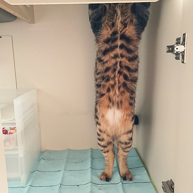 umecchuさんの実例写真