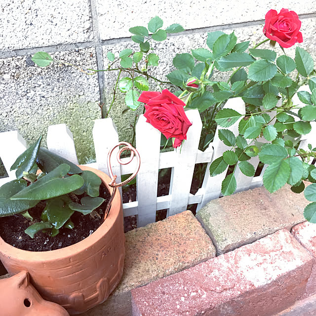 mimichankさんの実例写真