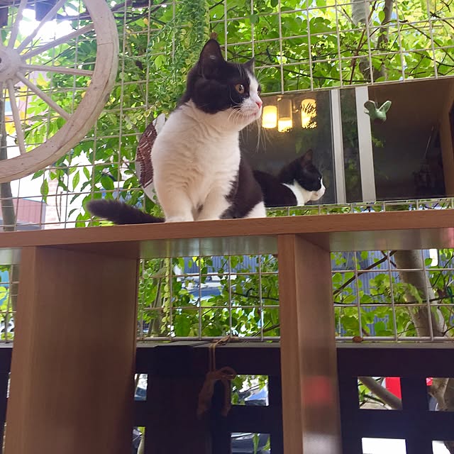 butachanさんの実例写真