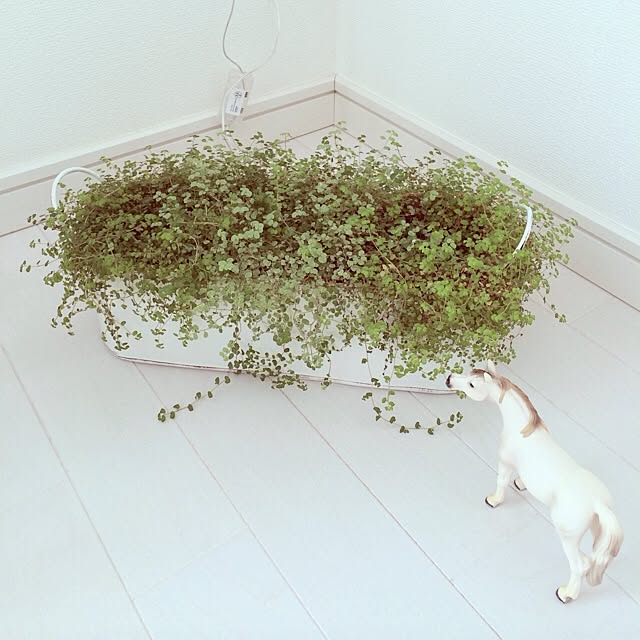 etekoさんの実例写真