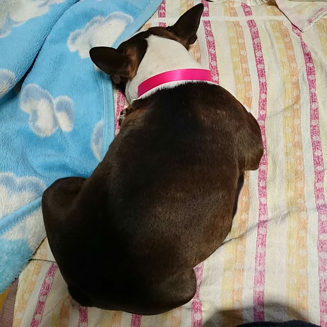 maiさんの実例写真