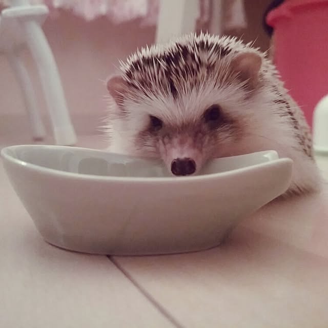 kuruさんの実例写真