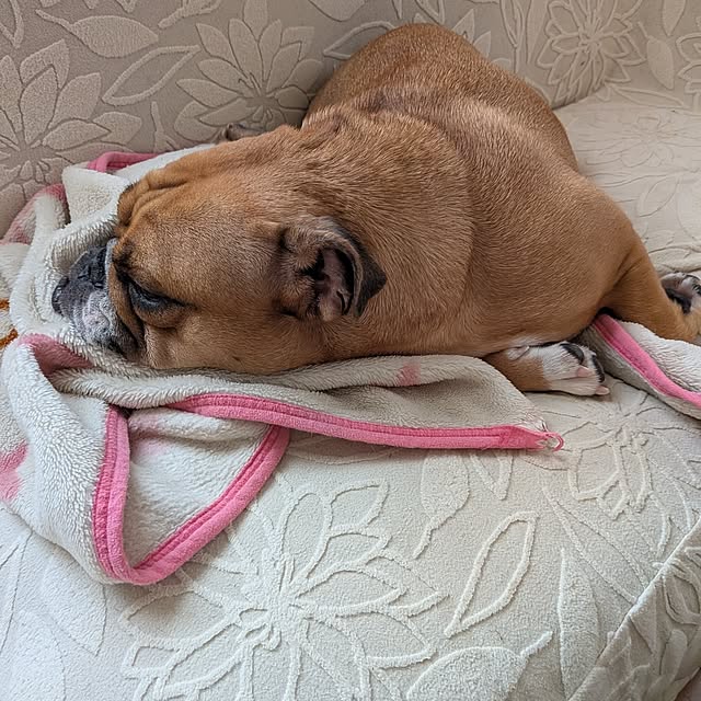 chi_gogaさんの部屋