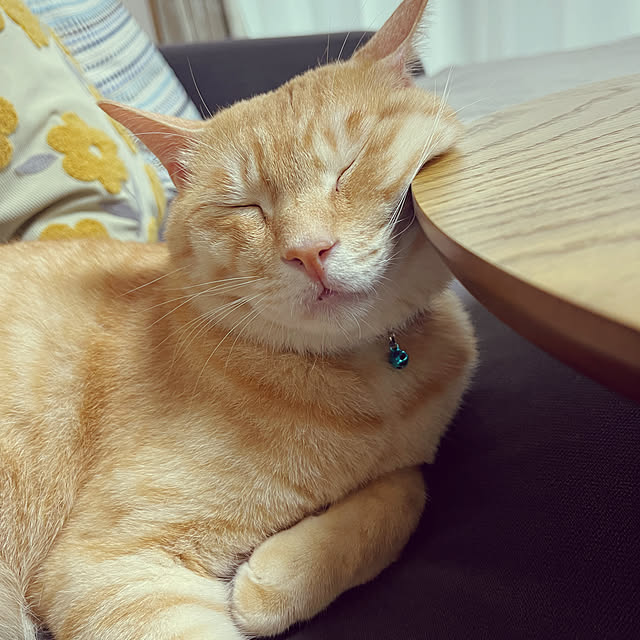 chiiさんの実例写真