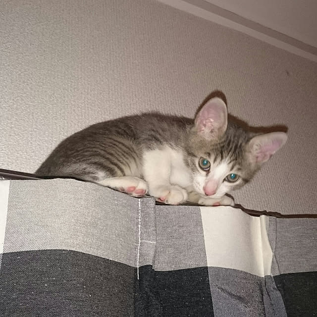 gurikoさんの実例写真