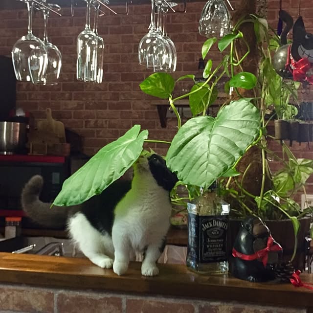 butachanさんの実例写真