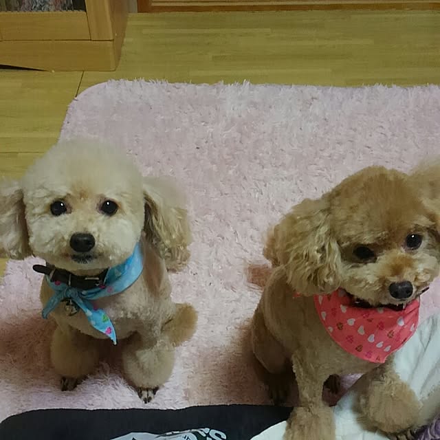 youkoさんの実例写真