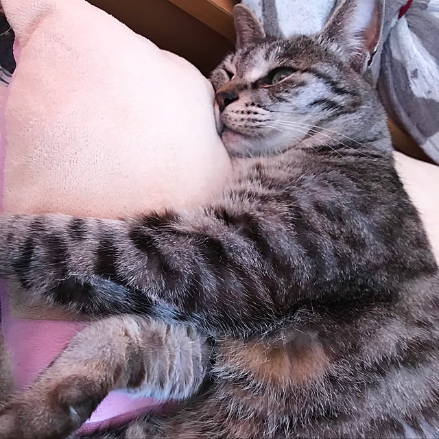Shinさんの実例写真