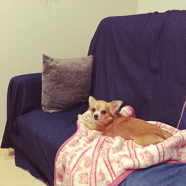 Idumiさんの実例写真